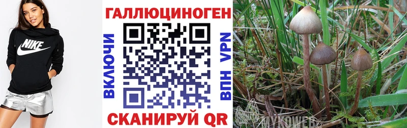 Галлюциногенные грибы GOLDEN TEACHER  Тулун 